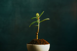 Afterflame soy candle jars can be repurposed into planters. We provide the seed paper and magic soil for you to try growing plants on your own, after the candle burns out.